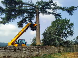 branch-cutting saw